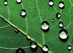 Oryginalny obrazek