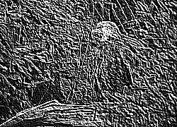 Skamielina