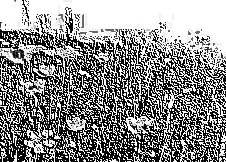 Skamielina