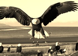 Szary + Sepia