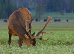 Oryginalny obrazek