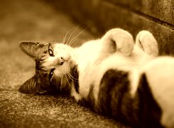 Sepia