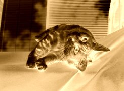 Sepia + Negatyw