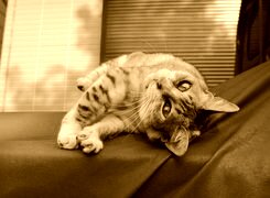 Sepia