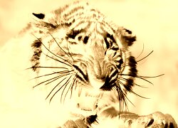 Sepia + Negatyw