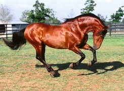 Oryginalny obrazek