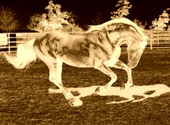 Sepia + Negatyw