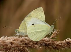 Oryginalny obrazek