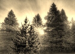 Sepia