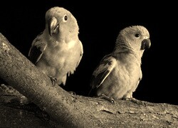 Szary + Sepia