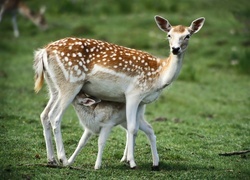 Oryginalny obrazek