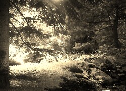 Sepia
