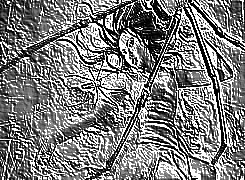 Skamielina