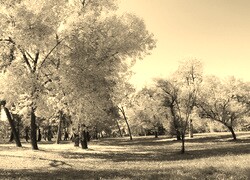 Szary + Sepia