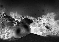 Szary + Negatyw