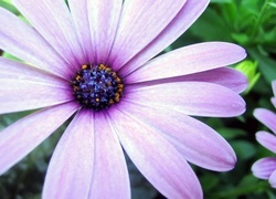 Oryginalny obrazek
