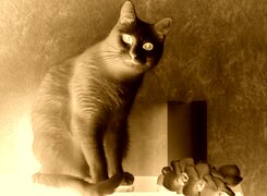 Sepia + Negatyw