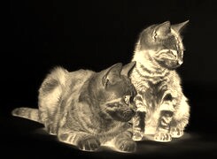 Sepia + Negatyw