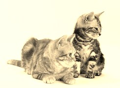 Szary + Sepia