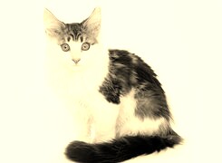 Szary + Sepia