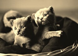 Szary + Sepia