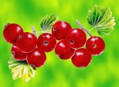 Oryginalny obrazek
