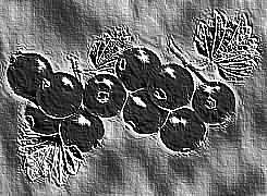 Skamielina