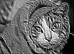 Skamielina