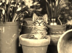 Szary + Sepia