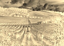 Sepia + Negatyw