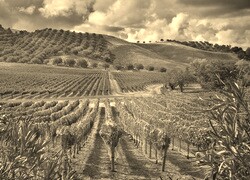 Szary + Sepia