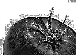 Skamielina