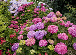 Oryginalny obrazek