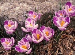 Oryginalny obrazek