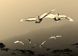 Sepia + Negatyw