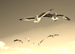 Szary + Sepia