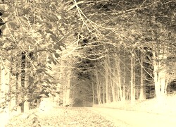 Sepia + Negatyw