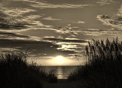 Szary + Sepia