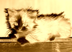 Sepia + Negatyw
