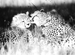 Szary + Sepia