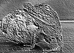 Skamielina