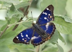 Oryginalny obrazek