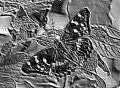 Skamielina