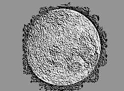 Skamielina