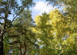 Oryginalny obrazek