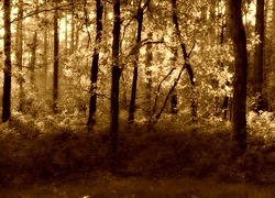 Sepia