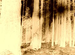 Sepia + Negatyw