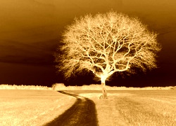 Sepia + Negatyw