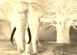 Sepia + Negatyw