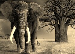 Szary + Sepia